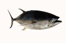 tuna fish